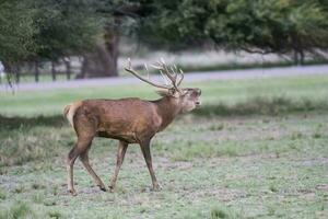 Male Red deer in La Pampa, Argentina, Parque Luro Nature Reserve photo