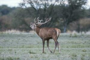 Male Red deer in La Pampa during rutting season., Argentina, Parque Luro Nature Reserve photo