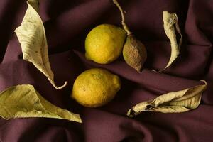 Organic lemons, harvested from the garden, prepared on the table. photo