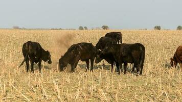 Livestock, Argentine meat production , in Buenos Aires countryside, Argentina photo
