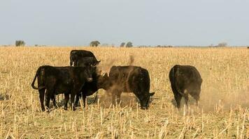 Livestock, Argentine meat production , in Buenos Aires countryside, Argentina photo