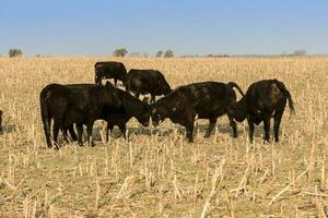 Livestock, Argentine meat production , in Buenos Aires countryside, Argentina photo