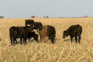 ganado, argentino carne producción , en buenos aires campo, argentina foto