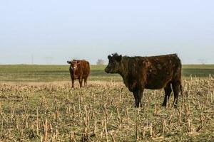 Livestock, Argentine meat production , in Buenos Aires countryside, Argentina photo