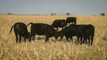 Livestock, Argentine meat production , in Buenos Aires countryside, Argentina photo