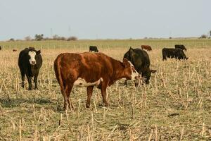 Livestock, Argentine meat production , in Buenos Aires countryside, Argentina photo