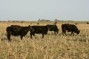 Livestock, Argentine meat production , in Buenos Aires countryside, Argentina photo