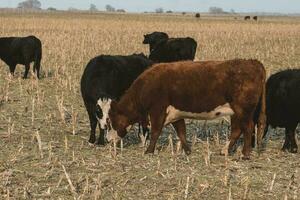 Steers grazing on the Pampas plain, Argentina photo