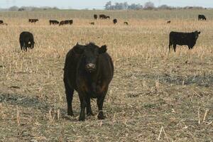 Steers grazing on the Pampas plain, Argentina photo