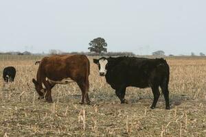 Steers grazing on the Pampas plain, Argentina photo