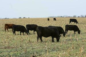 ganado, argentino carne producción , en buenos aires campo, argentina foto
