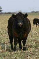 Steers grazing on the Pampas plain, Argentina photo