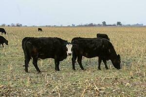 ganado, argentino carne producción , en buenos aires campo, argentina foto