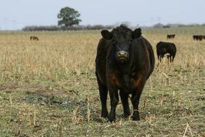 Steers grazing on the Pampas plain, Argentina photo