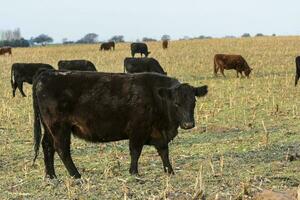 ganado, argentino carne producción , en buenos aires campo, argentina foto