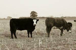 Steers grazing on the Pampas plain, Argentina photo