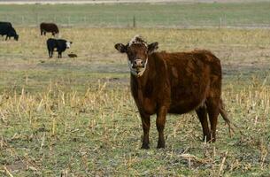 Livestock, Argentine meat production , in Buenos Aires countryside, Argentina photo