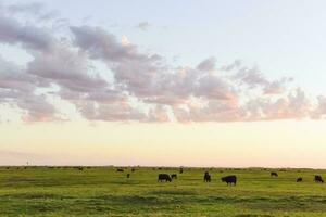 Cows grazing in the field, in the Pampas plain, Argentina photo