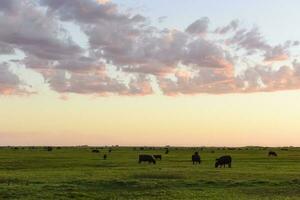 Cows grazing in the field, in the Pampas plain, Argentina photo