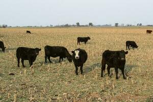 Livestock, Argentine meat production , in Buenos Aires countryside, Argentina photo