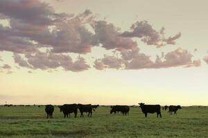 Cows grazing in the field, in the Pampas plain, Argentina photo