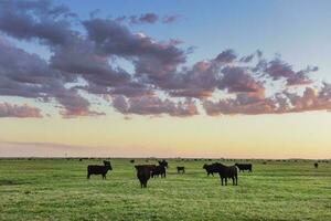 vacas pasto en el campo, en el pampa plano, argentina foto
