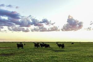 Cows grazing in the field, in the Pampas plain, Argentina photo