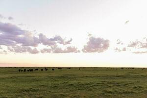 vacas pasto en el campo, en el pampa plano, argentina foto