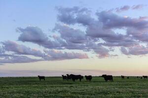 Cows grazing in the field, in the Pampas plain, Argentina photo