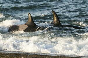 asesino ballena caza en el paragoniano costa, Patagonia, argentina foto