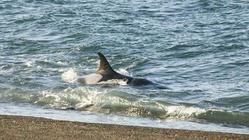 asesino ballena caza en el paragoniano costa, Patagonia, argentina foto