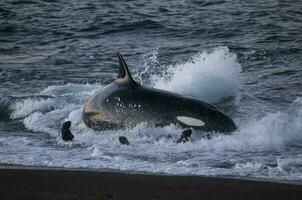 asesino ballena caza mar leones en el paragoniano costa, Patagonia, argentina foto