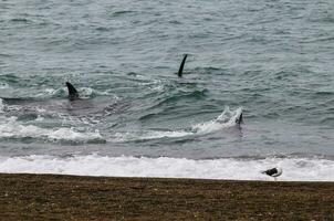 Killer whale hunting sea lions,Peninsula Valdes, Patagonia Argentina photo