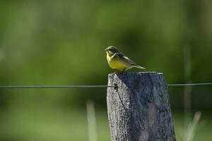 azafrán pinzón sicalis flaveola, la pampa, argentina. foto