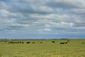 Cattle in Argentine countryside , La Pampa, Argentina. photo