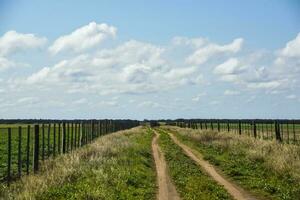 Pampas landscape with cloudy sky, La Pampa, Argentina. photo