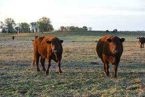 Cow grazing in pampas countryside, La Pampa, Argentina. photo