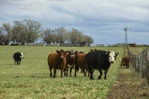 Cattle in pampas countryside, La Pampa, Argentina. photo