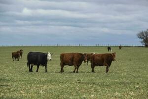 Cattle in pampas countryside, La Pampa, Argentina. photo