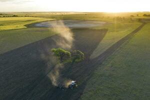 Direct sowing for grazing, Argentine meat production. photo