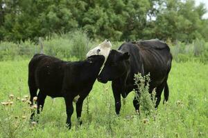 Cattle grazing in pampas countryside, La Pampa, Argentina. photo