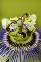 Blue passionflower, flower detail, Pampas forest, Argentina. photo