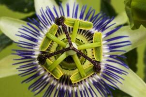 azul pasión flor, flor detalle, pampa bosque, argentina. foto