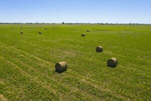 Bale of grass storage in La Pampa countryside, Argentina. photo