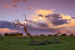 Tormentoso cielo a puesta de sol en el pampa campo, la pampa, argentina. foto