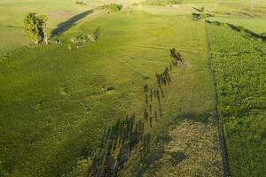 Cows fed with natural grass in pampas countryside, Patagonia, Argentina. photo