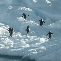 Gentoo Penguin,Pygoscelis papua, on iceberg, Antartica photo