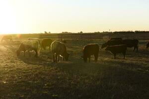 Cow grazing in pampas countryside, La Pampa, Argentina. photo