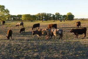 vaca pasto en pampa campo, la pampa, argentina. foto