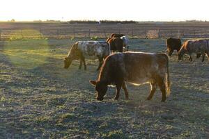 vaca pasto en pampa campo, la pampa, argentina. foto